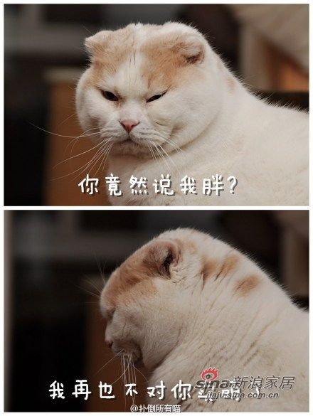 扑倒所有喵